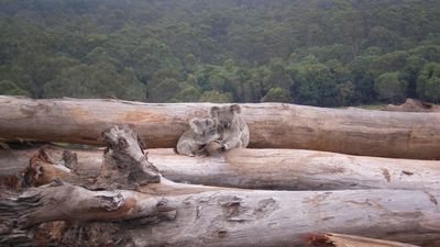 Koala 'biggest loser' of federal land-clearing consents