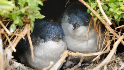 Cheating little penguins are big on divorce, and other breeding secrets revealed