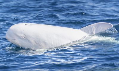 Famous white dolphin surfaces off California with dazzling new look