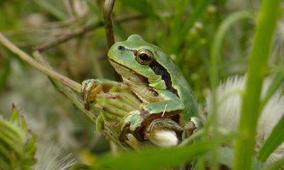 Hitchhiking frog article hopped over a crucial detail