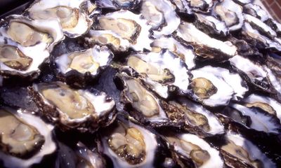 Australian oysters’ blood could hold key to fighting drug-resistant superbugs, researchers find