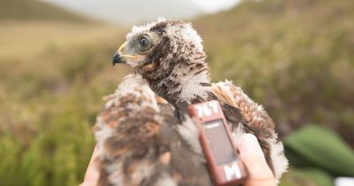 Restoration efforts help native raptors thrive in Scotland, rew report shows