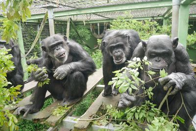 Urine good company, chimp study finds