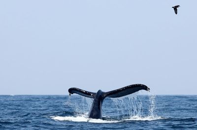 Whale sightings boom on UK coasts hints at victory for anti-hunting laws - and a climate warning