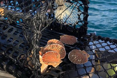 On the menu: Sustainable Disco Scallops caught using fishing pots with lights