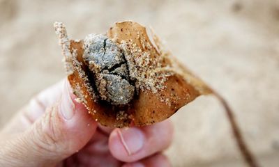 Fatbergs that closed northern Sydney beaches contained faeces, fresh testing reveals