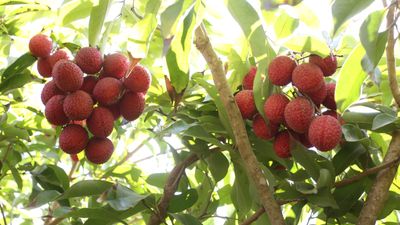 How to grow lychee – a tropical tree expert outlines the key areas you must get right to unlock the beauty and bounty of a lychee tree