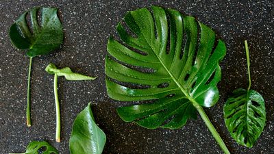 My Monstera Plant Has Black Spots on Its Leaves, and It's Not a Cute Look — What Can I Get Rid of Them?