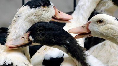 France can resume poultry exports to US, Canada after bird flu ban lifted