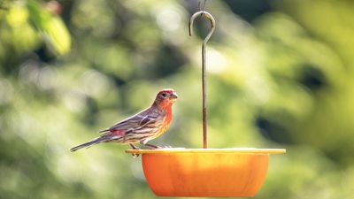 Should I take my bird feeder down during the avian flu outbreak? Experts reveal how to keep garden birds safe