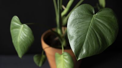 Why is my monstera not growing split leaves? Plant experts reveal 3 common causes – plus tips on how to get leaf fenestration once again