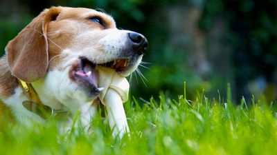 Urgent warning issued to dog owners over dog chews causing ‘werewolf syndrome’