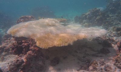 ‘Catastrophic’: Great Barrier Reef hit by its most widespread coral bleaching, study finds