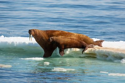 The internet is trying to save walruses