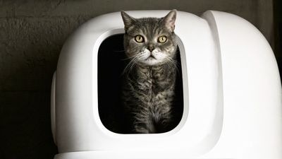 Why is my cat pooping outside the litter box? A vet's guide