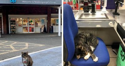 Locals rage as ‘legend’ Mo the cat banned from Co-op in Scottish village