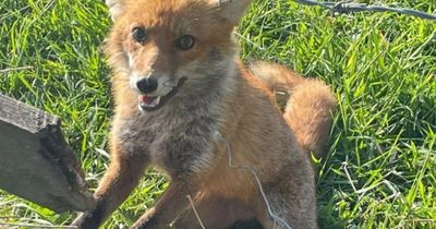 Scottish gamekeeper fined after pleading guilty to illegally snaring fox