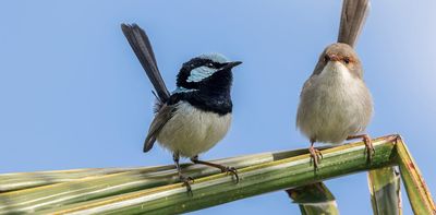 To save Australia’s animals, scientists must count how many are left. But what if they’re getting it wrong?