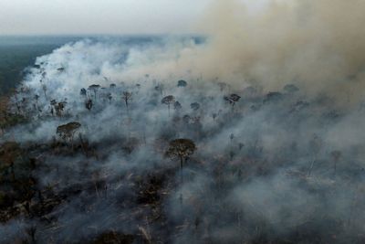 Brazil Saw 79% Jump In Area Burned By Fires In 2024: Monitor