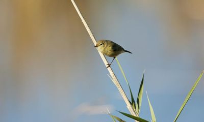 Country diary: A chiffchaff has swapped north Africa for this icy reedbed