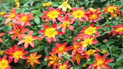 How to grow bidens – to create effortless coverage of joyful color in your borders and planters