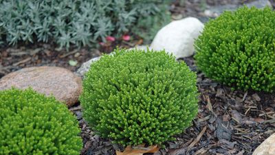 Best dwarf evergreens for small spaces – 5 compact shrubs for year-round greenery