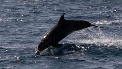 Fishing ban to protect dolphins on France's west coast comes into force