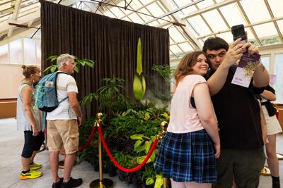 ‘Putricia for president’: Sydney’s blooming corpse flower becomes a cult hero – to those who can’t smell her