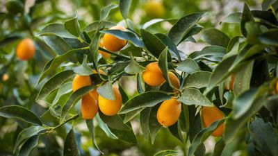 How to grow a kumquat tree indoors – an expert guide to these charming citruses