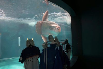 Aquarium tapes human cutouts to tank after lonely sunfish refuses to eat alone