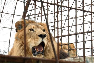 Pakistan man mauled by lion after reportedly entering cage to film TikTok video