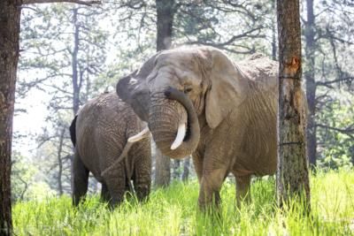 Colorado Supreme Court Denies Elephants' Legal Right To Release