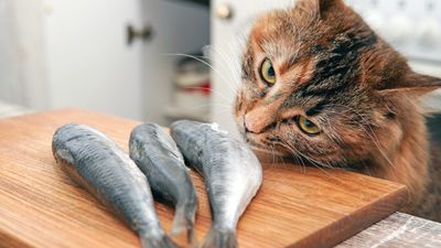 Is it healthy for cats to eat fish? Our vet has the answer