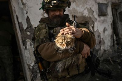 Ukrainian army deploys cat noises to lure Russians into explosive-laden traps, soldier claims