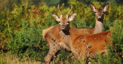 Venison added to school lunch menu on Scottish islands to cut food miles