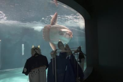 Sunfish At Japanese Aquarium Revived By Human Interaction