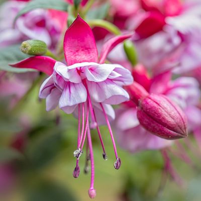 When to prune fuchsias – experts share the right time to cut back hardy and tender varieties