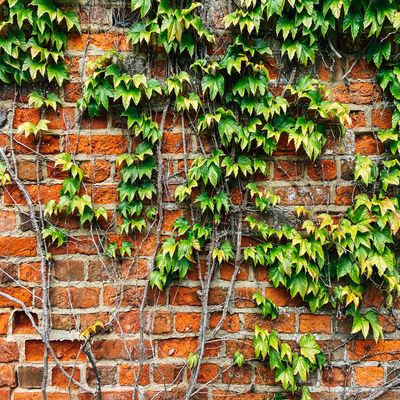 When to cut back ivy for fresher, denser growth — garden experts warn against cutting it back too early