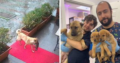 Stray Dog Carries Her Sick Puppy To The Vet On Her Own, Trusting Humans For Help
