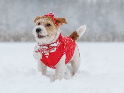 How to keep your pets safe in the cold as record-breaking freeze slams US