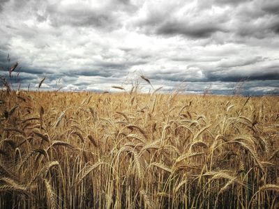 What is Causing the Grain Markets to Rally and Will it Continue?