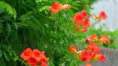 This hummingbird magnet will transform any garden in a single season – how to grow the vibrant trumpet vine