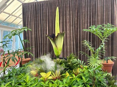 She looks like a ‘deformed penis’ and smells like a dead possum: Sydney goes wild for its blooming corpse flower