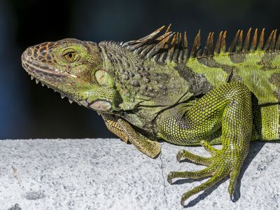 Cash reward as public asked to help mass cull of iguanas in Taiwan