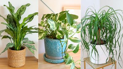 Houseplants struggling with low humidity in your home? Grow these 5 plants instead – experts all agree they thrive in direr environments