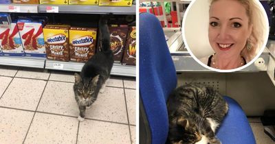 Scottish council leader intervenes as ‘local legend’ cat banned from Co-op