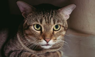 Feline flights, costly heights and unsaleable ghostly frights – take the Thursday quiz