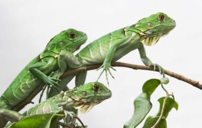 Taiwan Plans To Cull Green Iguanas To Protect Agriculture