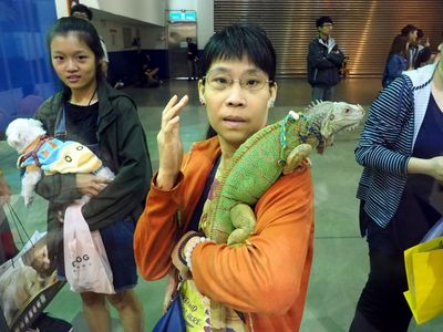 Taiwan to cull 120,000 green iguanas to restore ‘balance of nature’