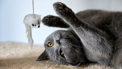 Why expensive cat toys aren’t necessary, according to a cat behaviorist